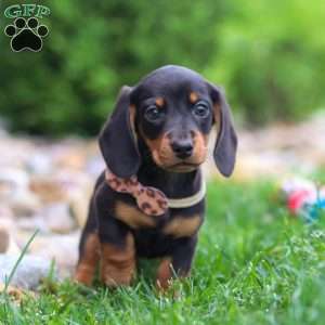 Bryce, Dachshund Puppy